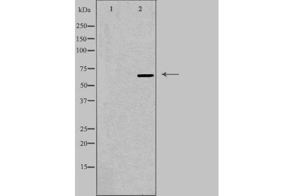 TOR1AIP1 antibody  (Internal Region)