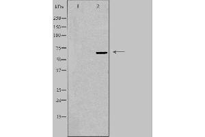 Western blot analysis of extracts from 293 cells using TOR1AIP1 antibody. (TOR1AIP1 antibody  (Internal Region))