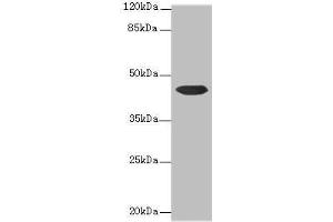 Western blot All lanes: CCDC89 antibody at 1. (CCDC89 antibody  (AA 1-200))
