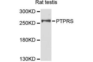 Western blot analysis of extracts of rat testis, using PTPRS antibody (ABIN5996523) at 1:3000 dilution.