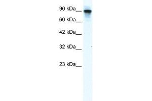 WB Suggested Anti-MCM2 Antibody Titration:  1. (MCM2 antibody  (N-Term))