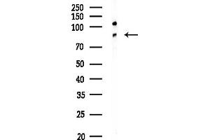 anti-Pyridoxal-Dependent Decarboxylase Domain Containing 1 (PDXDC1) (C-Term) antibody