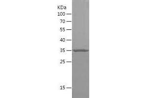 Western Blotting (WB) image for Desert Hedgehog (DHH) (AA 50-320) protein (His tag) (ABIN7122643) (desert Hedgehog Protein (AA 50-320) (His tag))