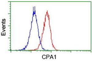 Image no. 2 for anti-Carboxypeptidase A1 (Pancreatic) (CPA1) antibody (ABIN1497590) (CPA1 antibody)