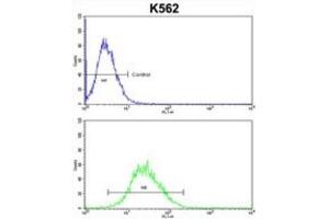 Flow Cytometry (FACS) image for anti-Engrailed Homeobox 2 (EN2) antibody (ABIN3003225) (EN2 antibody)