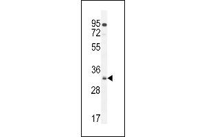 NUS Antibody (N-term) 11000a western blot analysis in  cell line lysates (35 μg/lane). (NUSAP1 antibody  (N-Term))