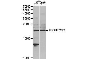 Western Blotting (WB) image for anti-Apolipoprotein B mRNA Editing Enzyme, Catalytic Polypeptide-Like 3C (APOBEC3C) antibody (ABIN1980244) (APOBEC3C antibody)