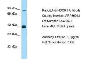 Western Blotting (WB) image for anti-NADPH Dependent Diflavin Oxidoreductase 1 (NDOR1) (N-Term) antibody (ABIN971236) (NDOR1 antibody  (N-Term))