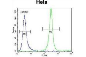 Flow cytometric analysis of Hela cells (right histogram) compared to a negative control cell (left histogram) using Serglycin / PRG1 Antibody (C-term), followed by FITC-conjugated goat-anti-rabbit secondary antibodies. (SRGN antibody  (C-Term))