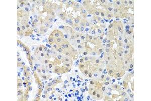 Immunohistochemistry of paraffin-embedded Mouse kidney using BSND Polyclonal Antibody at dilution of 1:100 (40x lens). (BSND antibody)