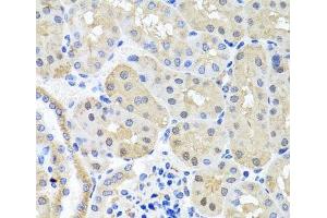 Immunohistochemistry of paraffin-embedded Mouse kidney using BSND Polyclonal Antibody at dilution of 1:100 (40x lens). (BSND antibody)