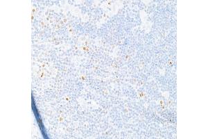 anti-T-Bet (AA 485-535) antibody