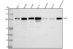 Western blot analysis of Hsp105 using anti-Hsp105 antibody (ABIN5693036).