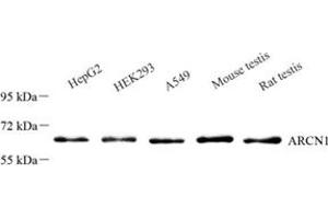 Western blot analysis of ARCN1 (ABIN7073111),at dilution of 1: 500 (ARCN1 antibody)