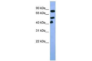 Arnt antibody used at 0. (ARNT antibody  (C-Term))