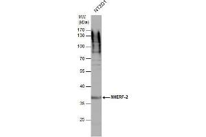 Western Blotting (WB) image for anti-Solute Carrier Family 9 (Sodium/hydrogen Exchanger), Member 3 Regulator 2 (SLC9A3R2) (Center) antibody (ABIN2855053)