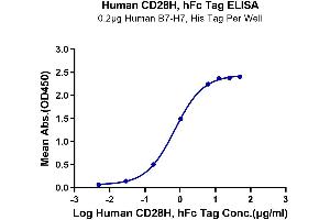 Immobilized Human B7-H7, His Tag at 2 μg/mL (100 μL/well) on the plate. (CD28H (AA 23-150) protein (Fc Tag))
