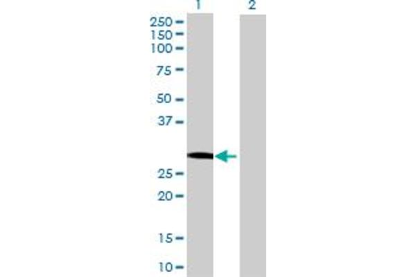 GS28 antibody  (AA 1-250)