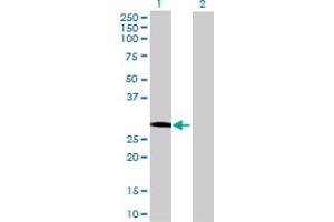 Western Blot analysis of GOSR1 expression in transfected 293T cell line by GOSR1 MaxPab polyclonal antibody.