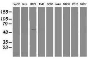 Image no. 1 for anti-Sorting Nexin 8 (SNX8) antibody (ABIN1501042) (SNX8 antibody)