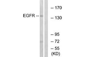 Western blot analysis of extracts from A431 cells, treated with EGF 40myM 10', using EGFR (Ab-1197) Antibody. (EGFR antibody  (AA 1161-1210))