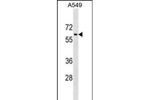 TRAM1L1 antibody  (C-Term)