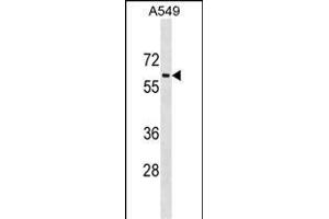 TRL1 Antibody (C-term) (ABIN1537134 and ABIN2849537) western blot analysis in A549 cell line lysates (35 μg/lane). (TRAM1L1 antibody  (C-Term))