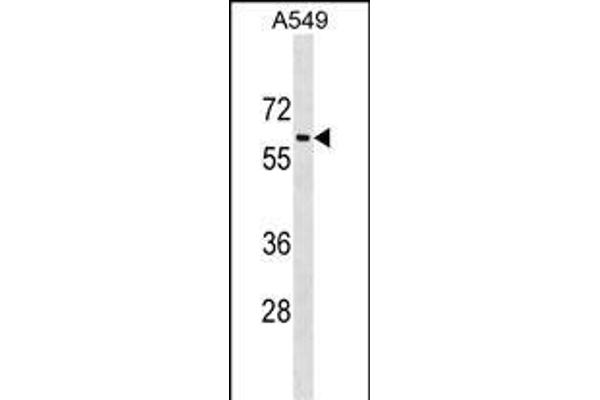 TRAM1L1 antibody  (C-Term)
