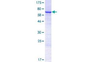 Image no. 1 for Keratin 32 (KRT32) (AA 1-448) protein (GST tag) (ABIN1308991) (KRT32 Protein (AA 1-448) (GST tag))