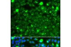 Immunofluorescence analysis of A549 cells using HSPE1 Polyclonal Antibody (HSPE1 antibody)