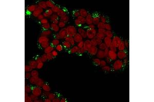 Immunofluorescence Analysis of MCF-7 cells labeling Cathepsin D with Cathepsin D Mouse Monoclonal Antibody (CTSD/3276). (Cathepsin D antibody  (AA 104-250))