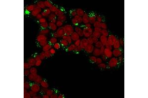 Immunofluorescence Analysis of MCF-7 cells labeling Cathepsin D with Cathepsin D Mouse Monoclonal Antibody (CTSD/3276). (Cathepsin D antibody  (AA 104-250))