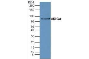 Rabbit Capture antibody from the kit in WB with Positive Control: Mouse liver tissue. (Complement Factor B ELISA Kit)