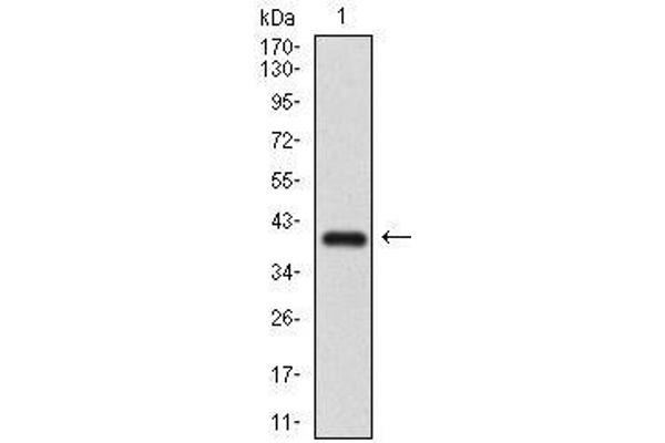 SMCP antibody  (AA 1-116)