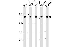 All lanes : Anti-HS Antibody at 1:20000 dilution Lane 1: HepG2 whole cell lysate Lane 2: MCF-7 whole cell lysate Lane 3: Jurkat whole cell lysate Lane 4: mouse liver lysate Lane 5: rat liver lysate Lysates/proteins at 20 μg per lane.