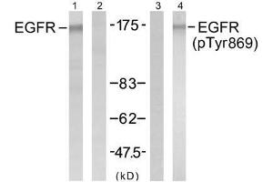 Western blot analysis of extract from A431 cells untreated or treated with EGF (200ng/ml, 5min), using EGFR (Ab-869) antibody (E021222, Lane1 and 2) and EGFR (Phospho-Tyr869) antibody (E011229, Lane 3 and 4). (EGFR antibody)