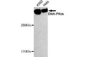 Western blot detection of DNA-PKcs in Hela and K562 cell lysates using DNA-PKcs mouse mAb (1:1000 diluted). (PRKDC antibody)