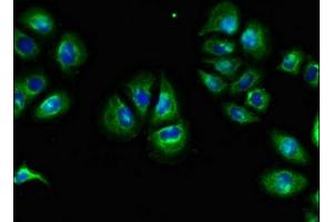 Immunofluorescent analysis of A549 cells using ABIN7166468 at dilution of 1:100 and Alexa Fluor 488-congugated AffiniPure Goat Anti-Rabbit IgG(H+L) (F2RL1 antibody  (AA 348-397))