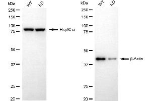 Western blotting analysis using β-Actin (HRP Conjugated) antibody (-HRP, 1:10,000).