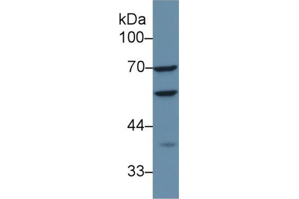 CAP1 antibody  (AA 38-149)