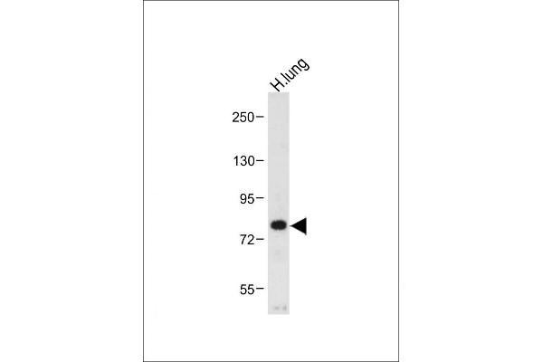 MUC20 anticorps  (C-Term)
