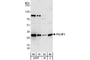 anti-Proteasome (Prosome, Macropain) Inhibitor Subunit 1 (PI31) (PSMF1) (AA 221-271) antibody