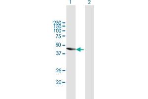 Western Blot analysis of TBC1D16 expression in transfected 293T cell line by TBC1D16 MaxPab polyclonal antibody.