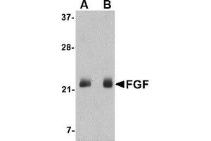 Western Blotting (WB) image for anti-Fibroblast Growth Factor 4 (FGF4) (C-Term) antibody (ABIN1030394) (FGF4 antibody  (C-Term))