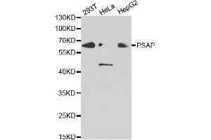 Western blot analysis of extracts of various cell lines, using PSAP antibody. (Prosaposin antibody)