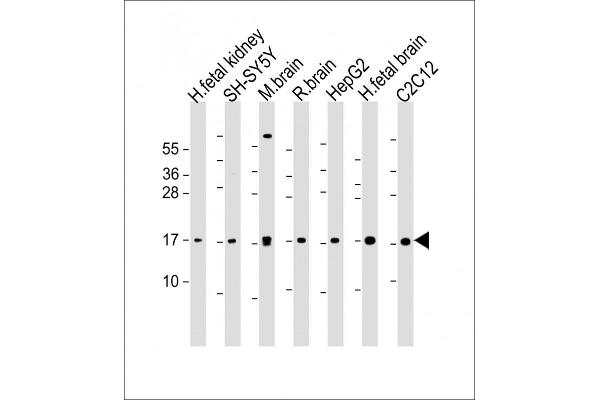 GABARAP anticorps  (AA 1-30)