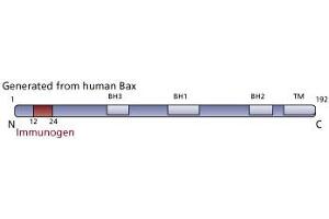 Image no. 2 for anti-BCL2-Associated X Protein (BAX) (N-Term) antibody (ABIN967537) (BAX antibody  (N-Term))