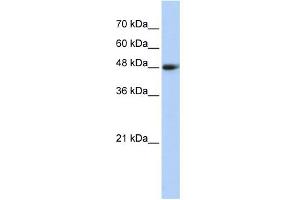 WB Suggested Anti-CPN1 Antibody Titration: 0. (CPN1 antibody  (Middle Region))