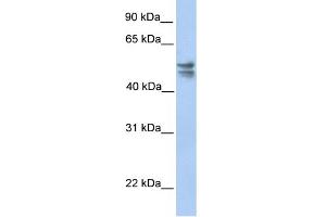 WB Suggested Anti-TRMU Antibody Titration:  0. (TRMU antibody  (C-Term))
