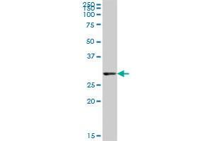 PEX26 MaxPab polyclonal antibody. (PEX26 antibody  (AA 1-305))